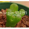 C.longum SB2145 - Seed